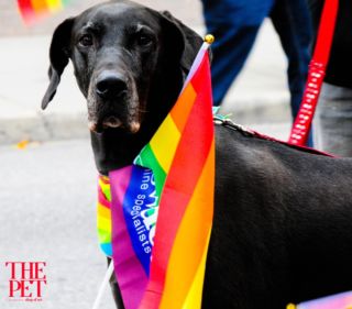 🌈 Being yourself is never the wrong thing to do 🌈Ο Μήνας Υπερηφάνειας γιορτάζεται κάθε χρόνο τον Ιούνιο με αφορμή την εξέγερση του Stonewall που έγινε το 1969 στο Μανχάταν. Σκοπός του εορτασμού αυτού είναι η προώθηση της ορατότητας, της ισότητας και της εκπροσώπησης όλων των Λεσβιών, Ομοφυλόφιλων, Αμφιφυλόφιλων, Τρανς, Κουίρ και Ίντερσεξ ατόμων (ΛΟΑΤΚΙ+) ως κοινωνική ομάδα.🌈 Happy Pride month, every month 🌈#THEPET #pridemonth