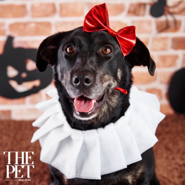 Αυτή είναι μια αληθινή Πριγκίπισσα και όχι μια... σκυλίτσα  με φιόγκο και τουτού, τουλάχιστον για σήμερα 🎉🤩 Καλή Τσικνοπέμπτη από την ομάδα του THE PET!#THEPET