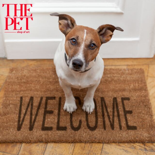Όταν ο καιρός φτιάχνει και ο σκύλος σου σε περιμένει ακόμη πιο ανυπόμονος στην πόρτα για την απογευματινή του βόλτα! Kαλώς ήρθες Απρίλιε 😛#THEPET #conceptshop #petlovers